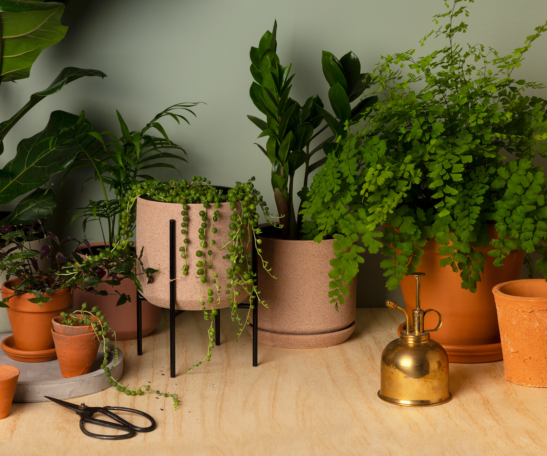 Indoor Real Plants For Living Room